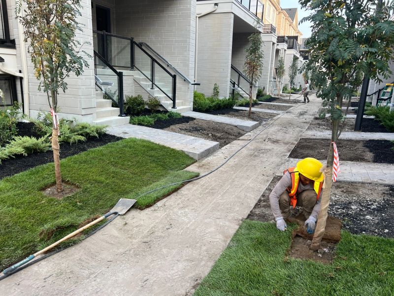 New garden with birch tree and fresh sod
