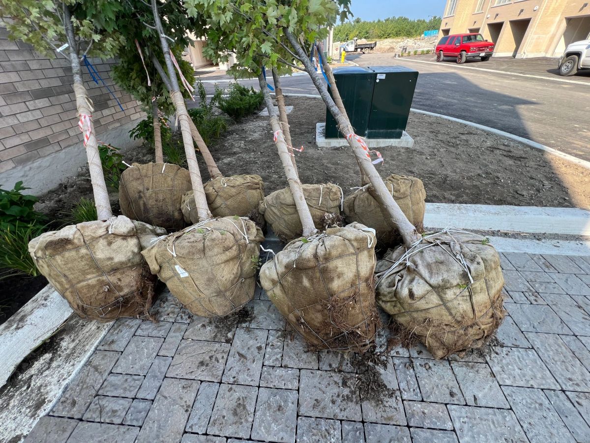 New trees and shrubs planted along a border